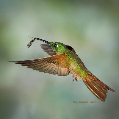 Fawn-breasted brilliant hummingbird, taking care of the competition, taken in Ecuador.
