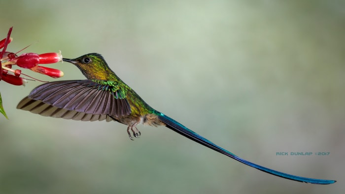 Violet-tailed sylph hummingbird, taken in Ecuador, where there are approximately 130 species of the tiny bird.