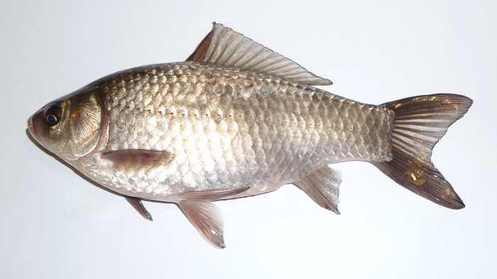 Carassius gibelio