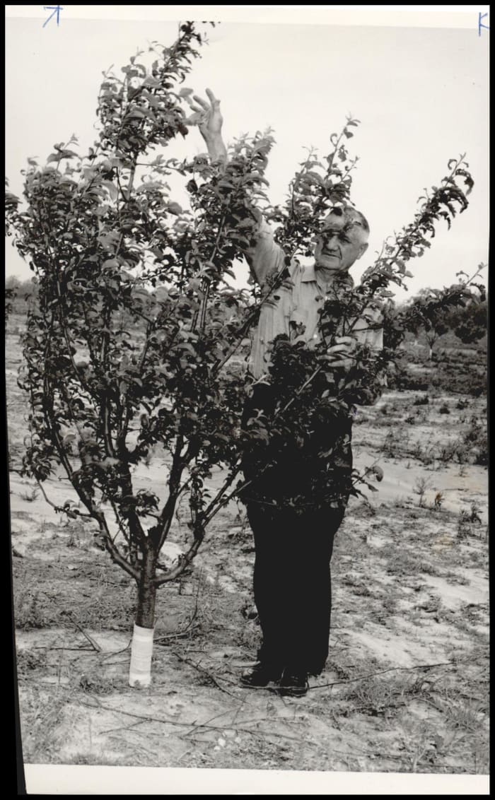 E. L. Costner stands beside a 3-year-old apple tree in a 20-acre experimental orchard atop Cavanal mountain. This photo, taken in 1960, shows that the tradition that Captain McKenna started with his orchard continued for many, many years.