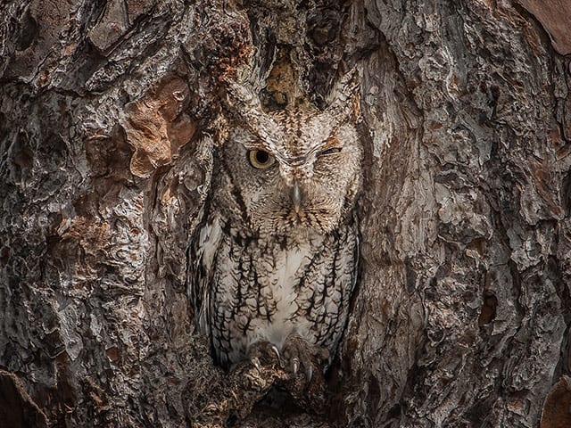 This owl is able to cleverly disguise itself in an attempt to avoid predators such as eagles, which have eyesight much stronger than that of the average human - four to eight times stronger, in fact.