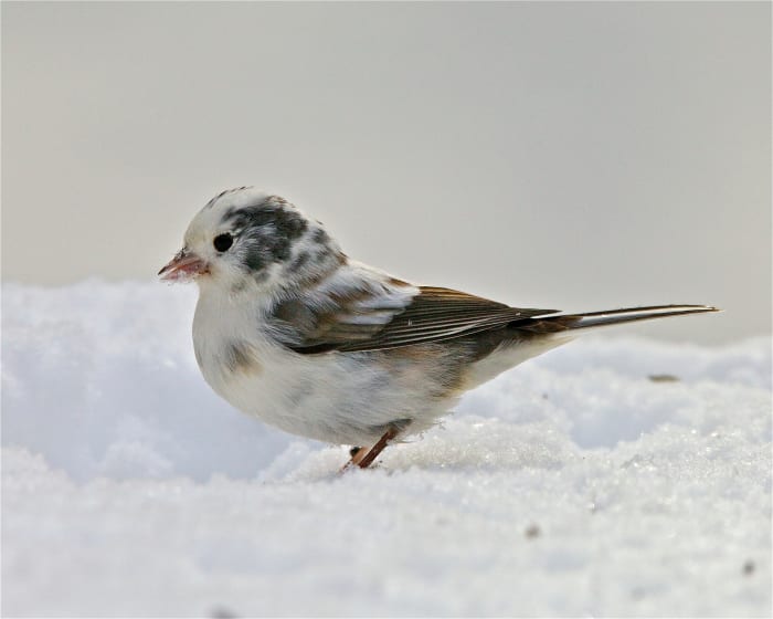 This leucistic junco has normal-looking eyes and its appearance is typical of birds that are affected by this genetic disorder.