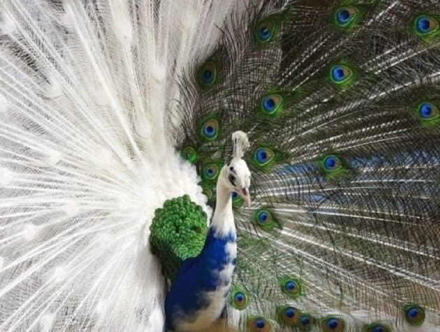 If you prefer a white peacock, as well as one with colors, you will love this one which is half of each. In my interpretation, this is not an albino peacock, but rather a peacock with leucism, as the eyes are normal and not pink.