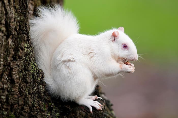 The township of Kenton, Tennessee is said to have a population of 200 albino squirrels like this one. Three other towns in the U.S. refer to themselves as being the "home of the white squirrels."