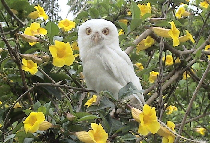 This leucistic owl living in the wild could never camouflage itself as well as the owl in the photograph above, which blends perfectly into a tree.