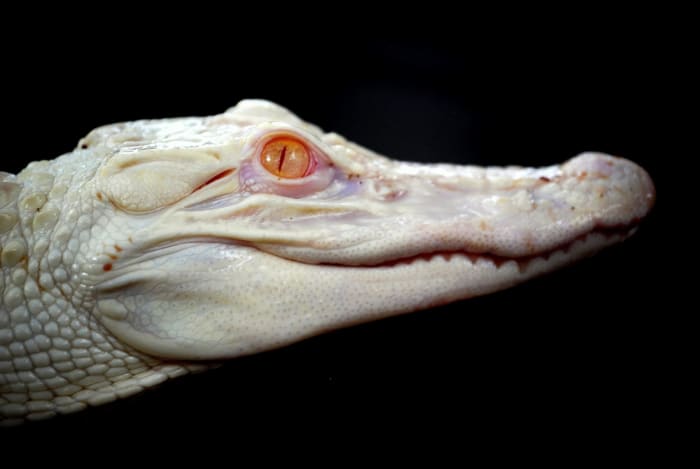 This is a photo of an albino crocodile. Many albino crocodiles and alligators starve to death in the wild because of their lack of ability to conceal themselves.