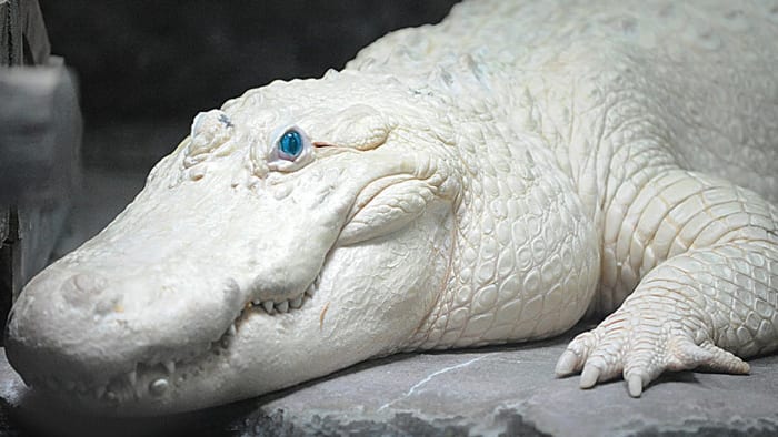 This is a leucistic alligator. His eyes are blue, which is indicative of leucism rather than albinism.