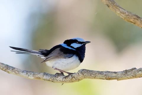 The Superb Fairy Wren is well known for its cooperative breeding strategy which helps to raise more chicks in a year