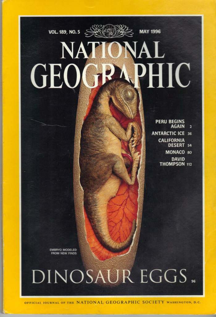 May 1996 issue of National Geographic featuring a model of a Macroelongatoolithus egg. The embryo model inside is loosely based on a therizinosaur, rather than an oviraptorosaur).