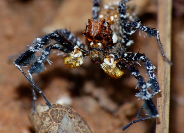 The Portia Jumping Spider: An Intelligent, Patient Stalker - Owlcation ...