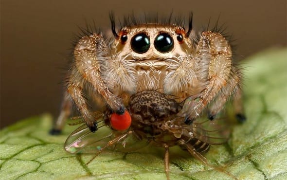 As you can see, portia spiders don't just eat other spiders. According to the scientists from Lund University, Sweden; and the University of Basel in Switzerland, spiders eat about 800 tons of insects a year. But, the question is: How do they know?