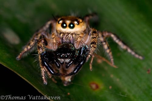 The portia spider - eating another spider. This cunning, araneophagic predator usually waits in the middle of a web that another spider has spun, creating a vibration. When the resident comes to investigate, it becomes the victim. Very crafty!