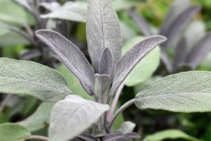 Note the big difference in leaf shape, texture and color in this picture as compared to the leaves shown in the blue salvia.