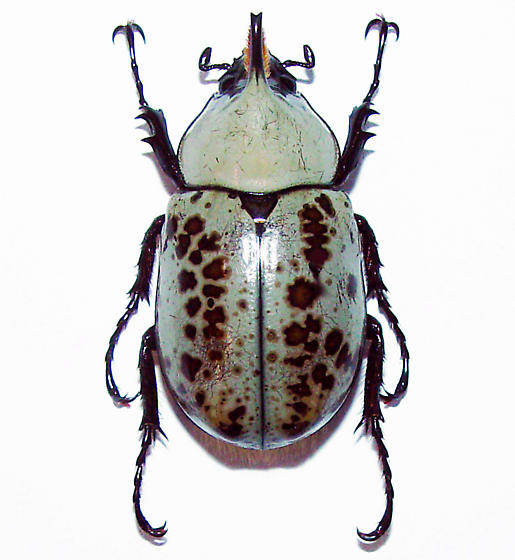 This is another look of a minor male hercules beetle. Note that he is smaller than the one in the photo above and lacks fully-developed pincers. Some minor male beetles lack pincers altogether.