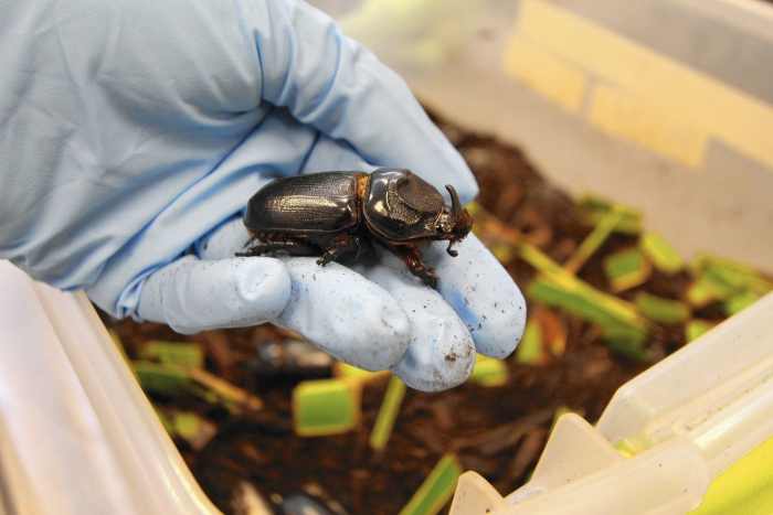 The coconut rhinoceros beetle. Both males and females possess a similarly-sized horn; the horn length is longer on average for male beetles.