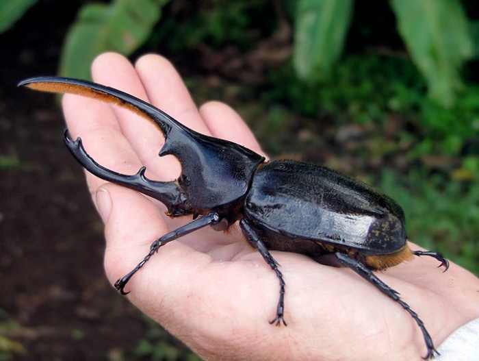 This is a photo of a major hercules beetle, a species of the rhinoceros beetle - one of the largest species of beetle in the world and native to the rainforests of Central America, South America, Lesser Antilles, and the Andes.