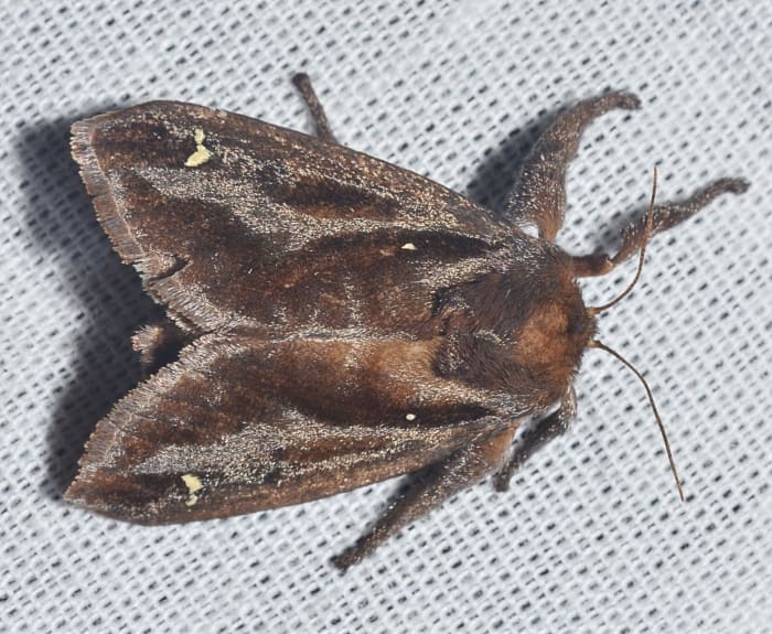 A saddleback caterpillar moth