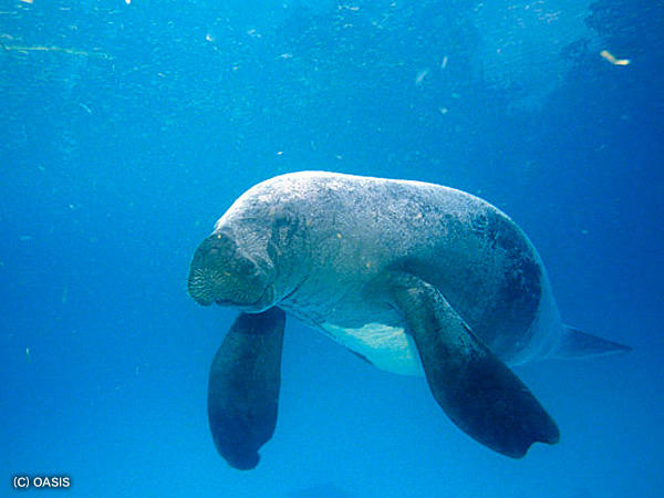 They only have teeth on the sides of their mouths, which get replaced faster than any other mammal. (9)