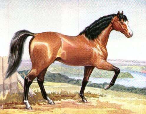 Old Hector (c. 1792-1823) was a sire of Walers, trotters and was an important sire in colonial Australian bloodhorse breeding.