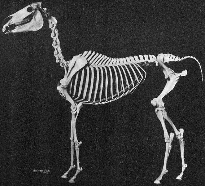 This skeleton shows the underlying structure of breed characteristics including short back, high-set tail, the distinction between level croup and well-angulated hip. This specimen also has only five lumbar vertebrae.