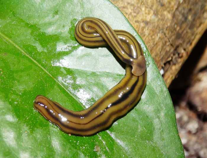 Hammerhead Flatworms Interesting and Unusual Land Planarians