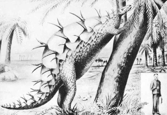 An early restoration of Stegosaurus with plates lying flat along the back. By Frank Bond, drawn under the direction of Professor W.C. Knight, 1899