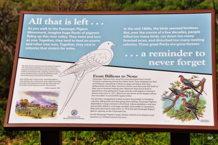 Wisconsin Society for Ornithology members erected this public monument in Wyalusing State Park in Wisconsin to keep the memory of the passenger pigeon alive.