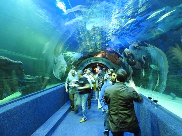 A fish tunnel at the Two Oceans Aquarium in South Africa. This is one of two sites in the world that breeds the endangered seahorse.