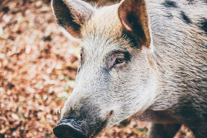 In the story, Diana thinks she is losing her mind when she meets a boar who evidently is her spirit animal and can talk to her.