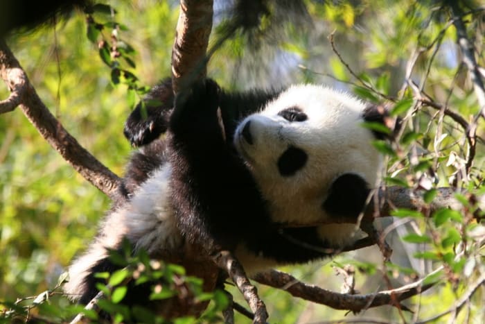 top-10-facts-about-giant-pandas