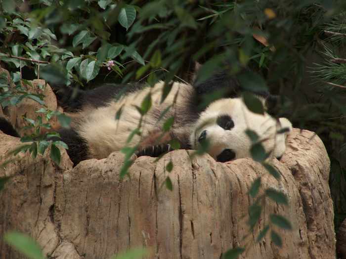 top-10-facts-about-giant-pandas