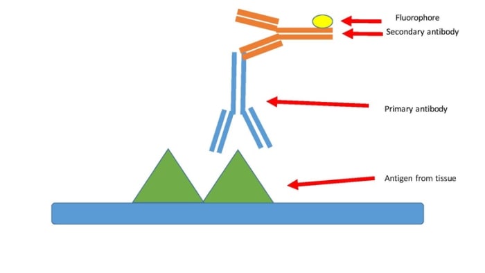 Illustration of antibody binding.