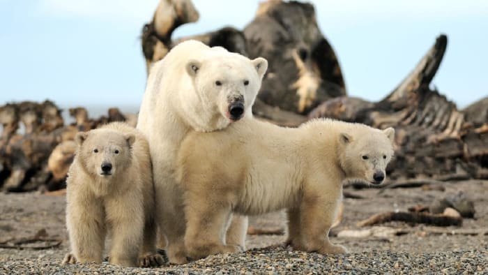 People yearning to see polar bears in the wild recently got their wish one tiny Alaska native village, Kaktovik, which has experienced a boom in tourism recently as the polar bears spend more time on land than on the diminishing Arctic sea ice.