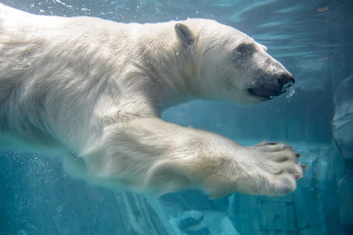We may only see them through thick glass as they swim around in their zoo enclosures, but people always find them fascinating and graceful.