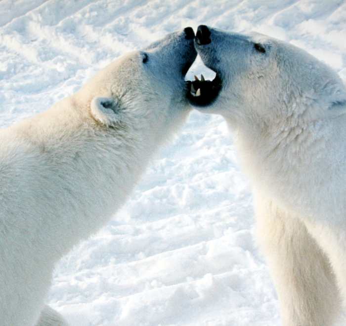 10-facts-about-the-polar-bear