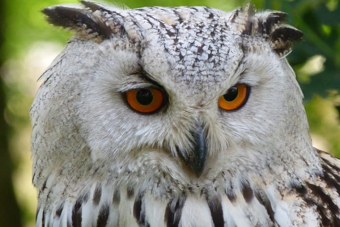 The owl has a reputation for being wise, but in reality, it is nowhere near as intelligent as some other birds like the crow or parrot