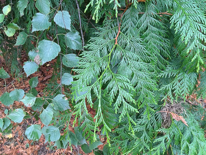 O cedro e o vidoeiro