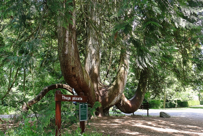 Un cedro rojo del oeste en el Castillo de Blarney en Irlanda