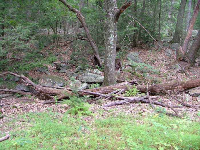 A typical view of the forest in Stony Valley. Ruins of long-gone dwellings often lay hidden among the growth, easily missed when walking by.