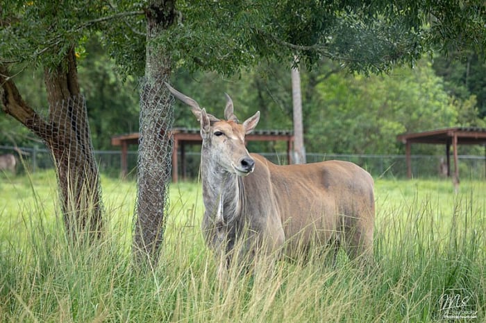 An eland is not a sight one would normally associate with a farm, but their size and toughness make them a better choice than cattle.