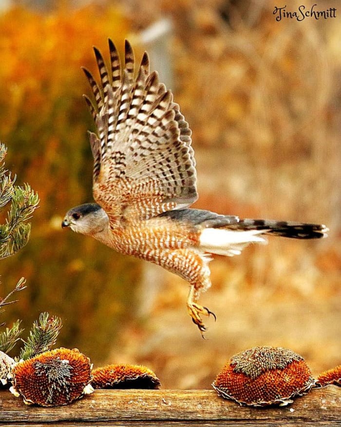 There are bird experts who cannot distinguish a Sharp-Shinned hawk from a Cooper's hawk, although a Cooper's hawk is larger, more powerful and able to take down larger prey.