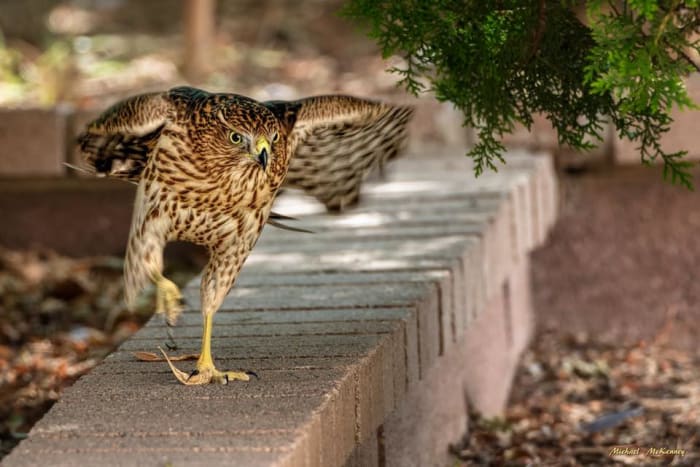 This Cooper's hawk tried very hard one day to catch one of our sparrows, but failed and had to go elsewhere to catch his meal. We have a Leyland cypress tree out back that has saved many birds from the clutches of a hawk.