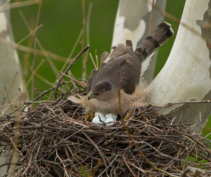 This photograph shows a female Cooper's hawk incubating her four eggs. While she handles the incubation, her mate brings her food. The eggs will hatch after about five weeks.