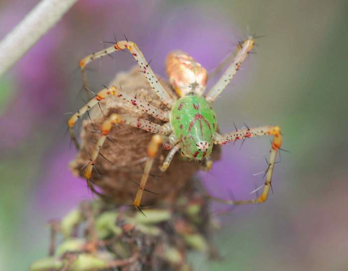 Green lynx spider sitting on egg sack.