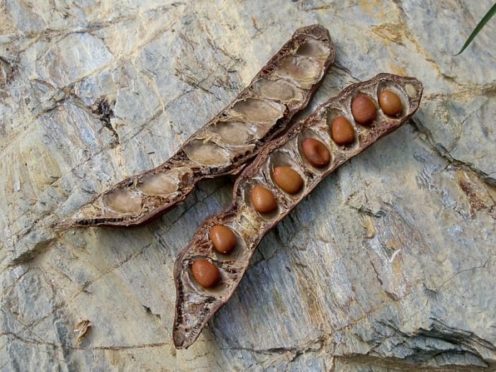 The mineral measurement "carats" comes from the Greek for carob beans which were once used as weights