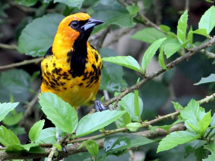 This stunning bird, a spot-breasted oriole, is only found in parts of southern Florida, and locations farther south.