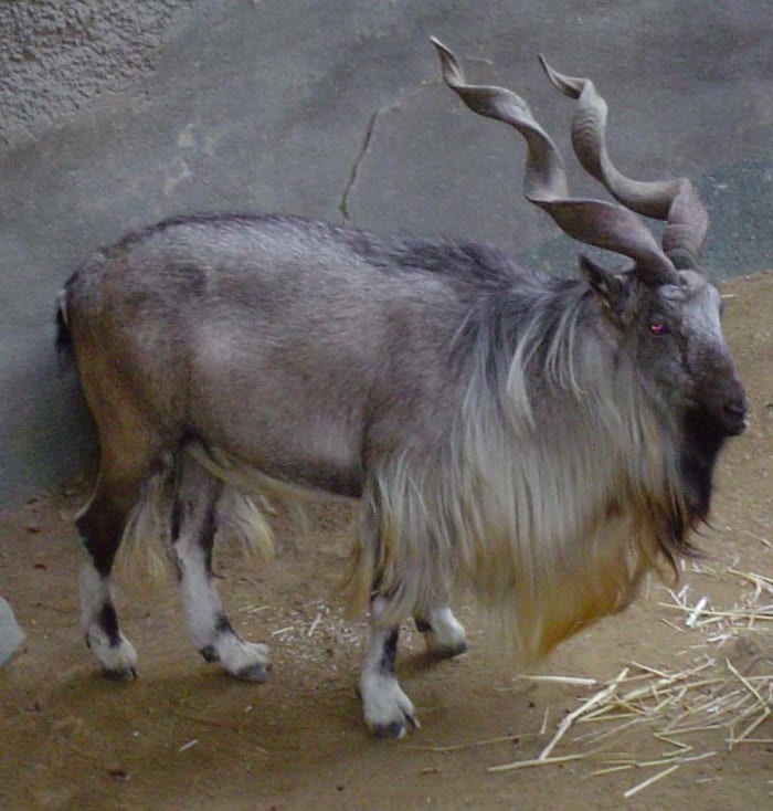 top-10-facts-about-markhors
