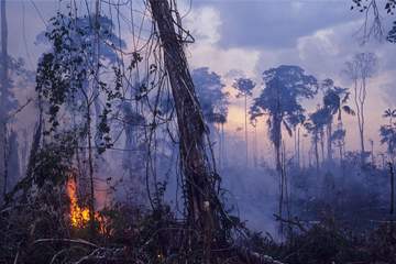 Slash and burn agriculture is highly destructive, potentially on a large scale due to spreading forest fires.