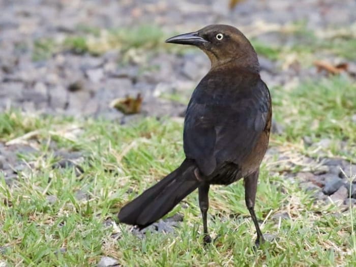 A female great-tailed grackle has dark brown upper parts with lighter parts below. The throat is a buff color and there is a stripe above each eye. The female has the same piercing yellow eyes as the male.