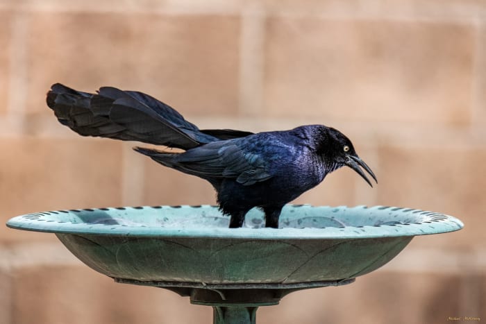 The male great-tailed grackle is a large blackbird with glossy purple-black feathers it apparently likes to keep clean since he drops by often to bathe in our birdbath.